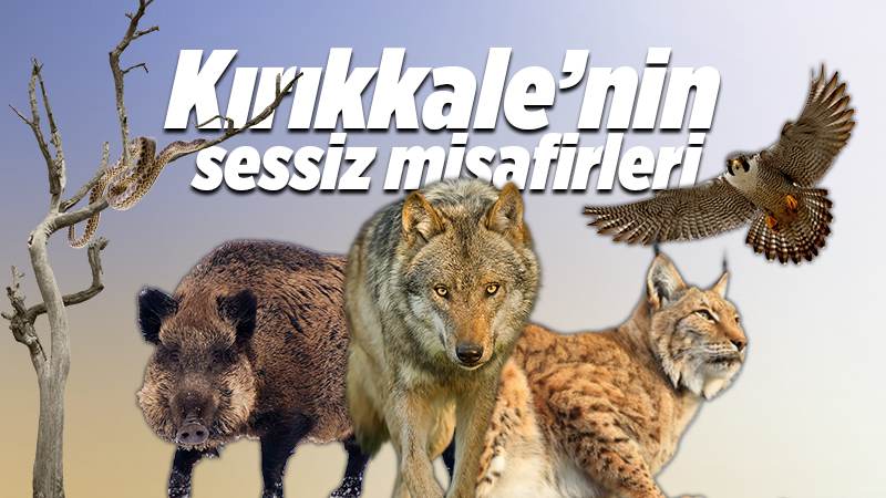 KIRIKKALE’NİN SESSİZ MİSAFİRLERİ