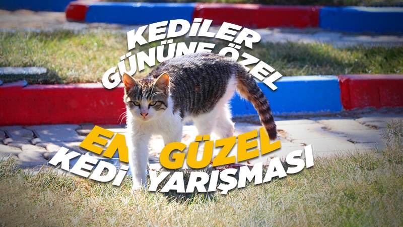 Kediler Gününde “En Güzel Kedi Yarışması”