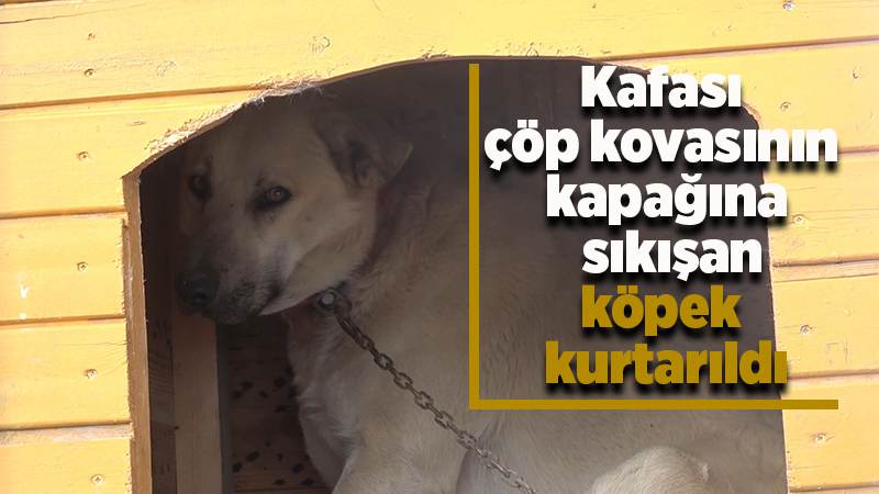 Boynu çöp kovasının demir halkasına sıkışan köpek kurtarıldı