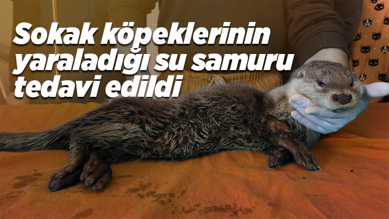 Sokak köpeklerinin yaraladığı su samuru tedavi edildi