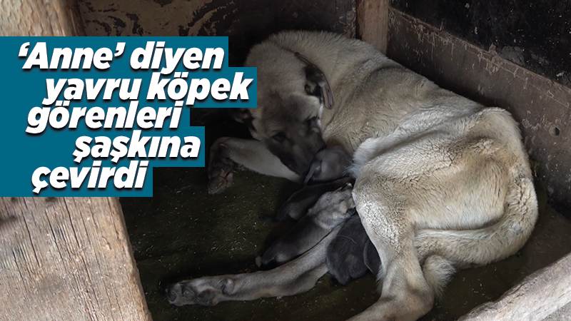 Şaşkına çeviren olay: Yeni doğan yavru köpek ’anne’ dedi