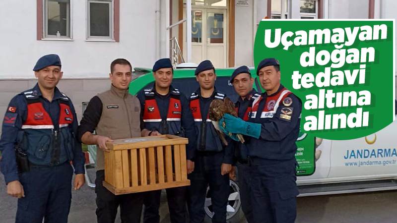 Uçamayan doğan tedaviye alındı