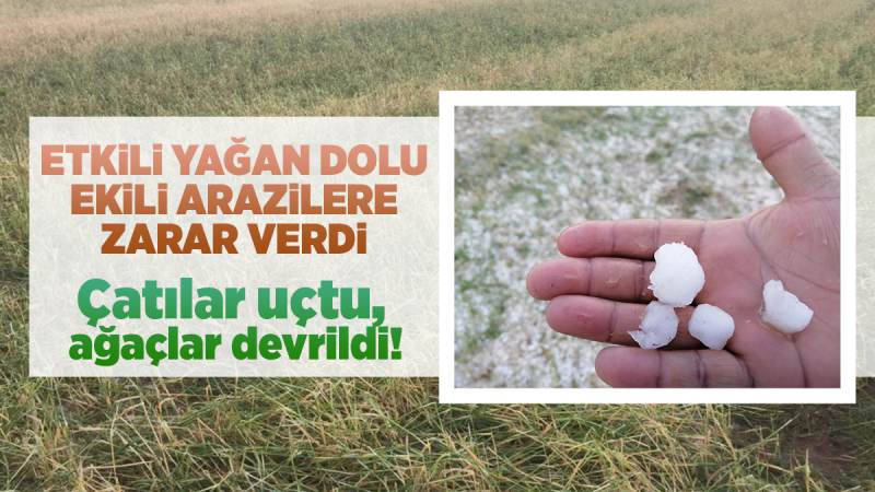 Etkili olan dolu tarım arazilerine zarar verdi