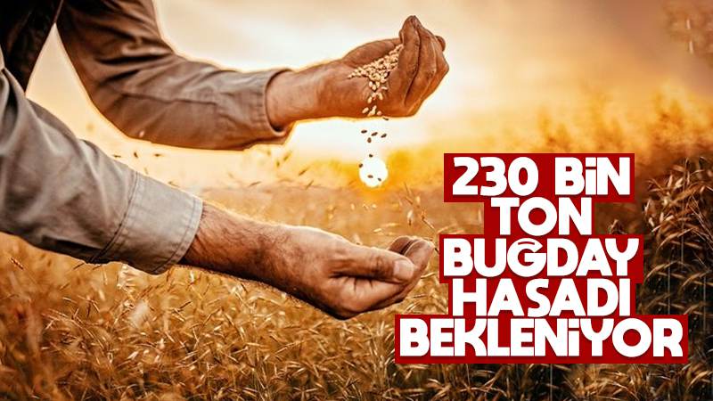 230 bin ton buğday hasadı bekleniyor 