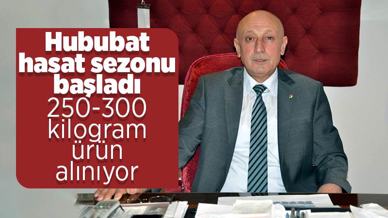 Buğday hasadında dekara 250-300 kilogram ürün alınıyor