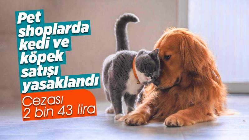 Pet shoplarda kedi ve köpek satışı yasaklandı!