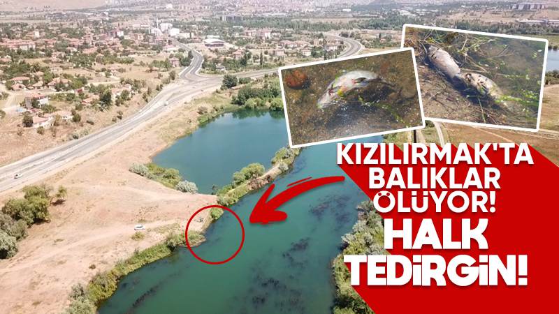 Kızılırmak’ta balıklar ölüyor, halk tedirgin!