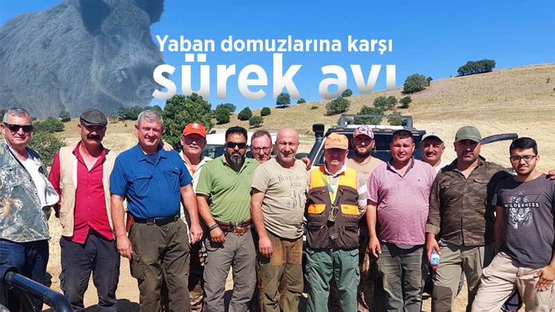 Yaban domuzlarına karşı sürek avı