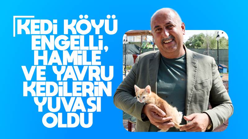 Kedi Köyü engelli, hamile ve yavru kedilerin yuvası oldu