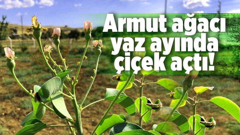 Armut ağacı yaz ayında çiçek açtı 