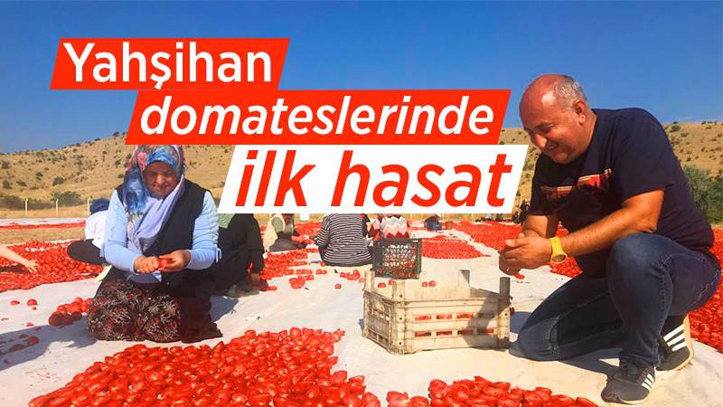 Yahşihan domateslerinde ilk hasat 