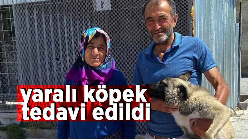 Yaralı köpek tedavi edildi