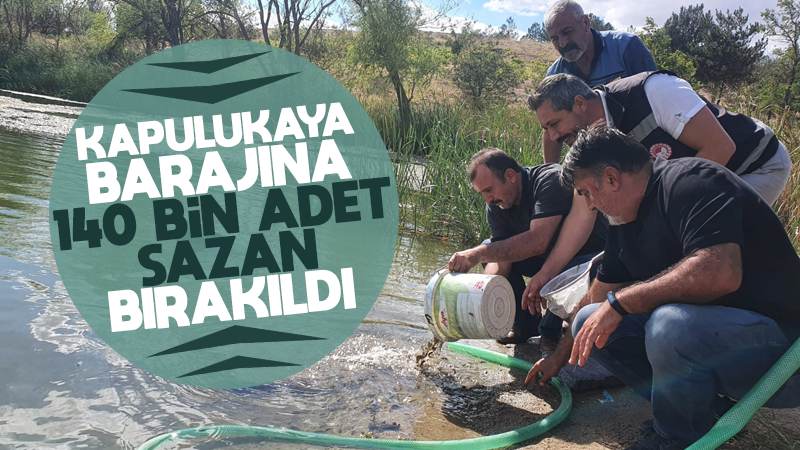 Kapulukaya barajına 140 bin adet sazan bırakıldı