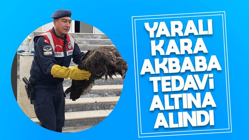 Yaralı kara akbaba tedavi altına alındı