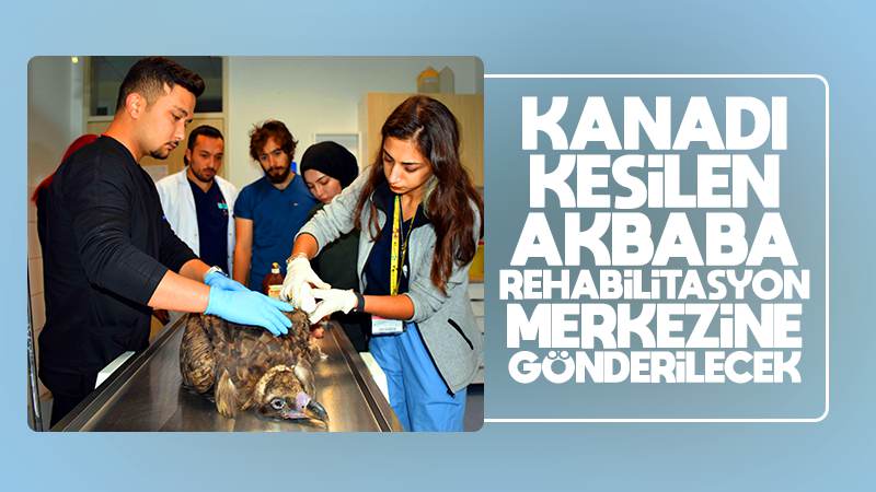 Kanadı kesilen akbaba rehabilitasyon merkezine gönderilecek 