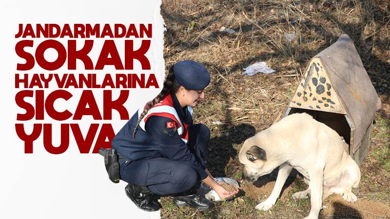 Jandarma’dan sokak hayvanlarına sıcak yuva 