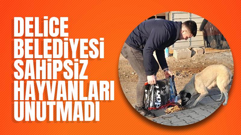 Delice Belediyesinden sahipsiz hayvanlar için mama desteği