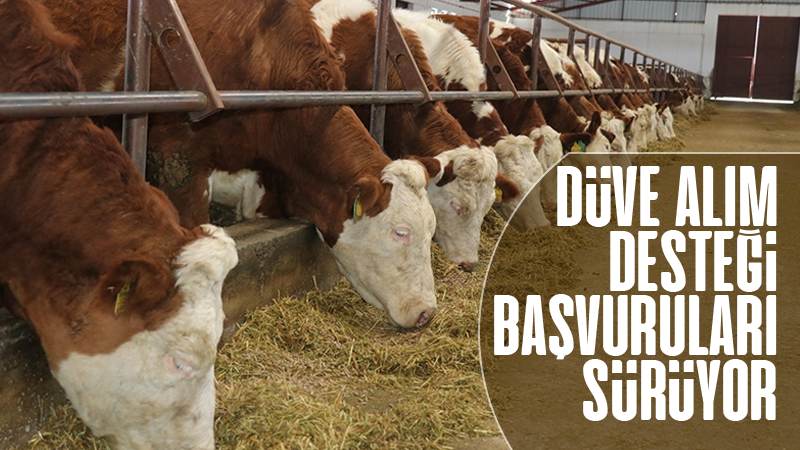 Düve alım desteği başvuruları sürüyor