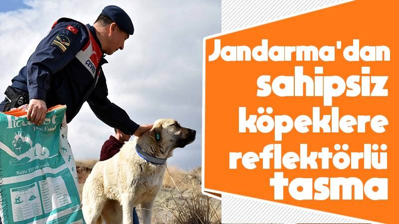 Jandarma’dan sahipsiz köpeklere reflektörlü tasma 