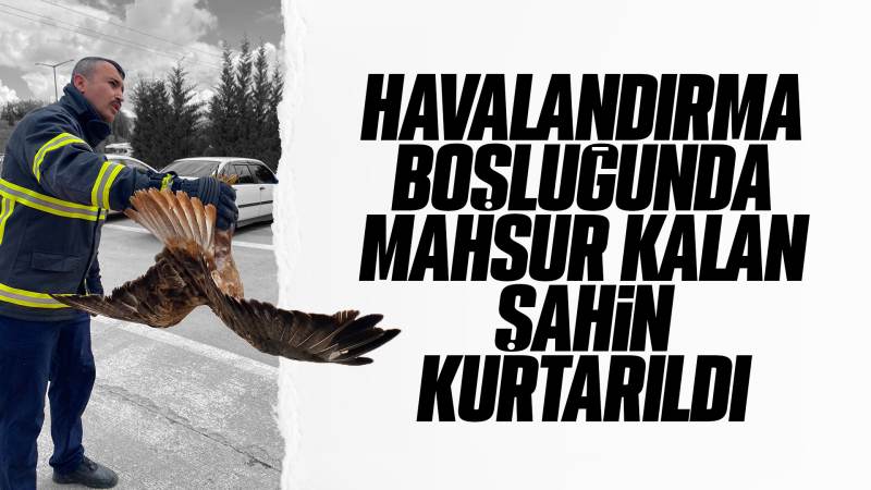 Havalandırma boşluğunda mahsur kalan şahin kurtarıldı