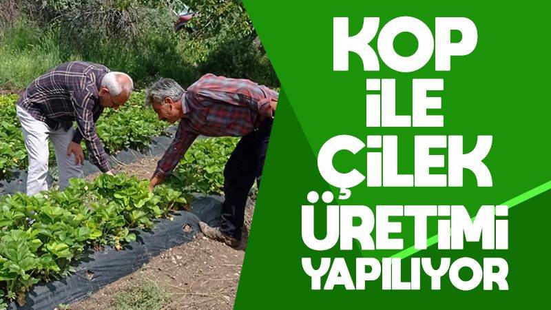 KOP ile yerli çilek üretimi yapılıyor 