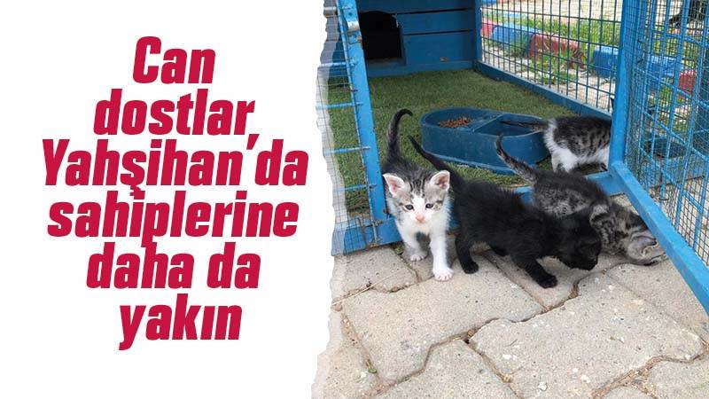 Can dostlar Yahşihan’da sahiplerine daha da yakın