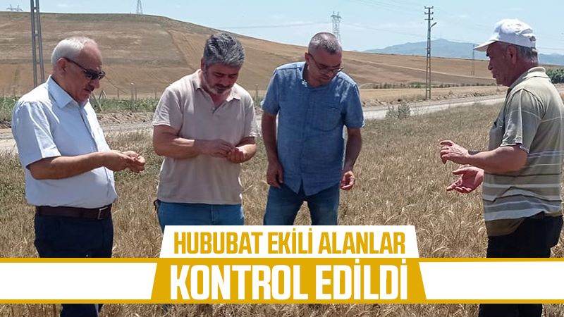 Hububat ekili alanlar kontrol edildi 