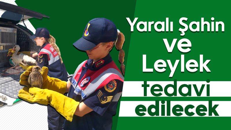 Yaralı Şahin ve Leylek tedavi edilecek 