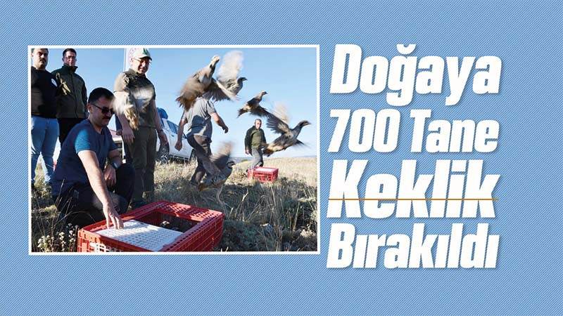 Doğaya 700 tane keklik bırakıldı 