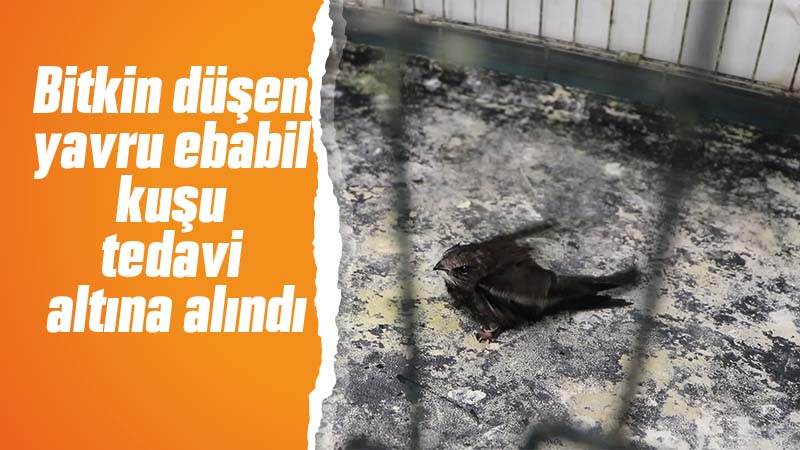 Bitkin düşen yavru ebabil kuşu tedavi altına alındı