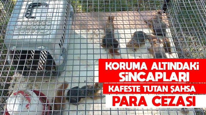 Koruma altındaki sincapları kafeste tutan şahsa para cezası 