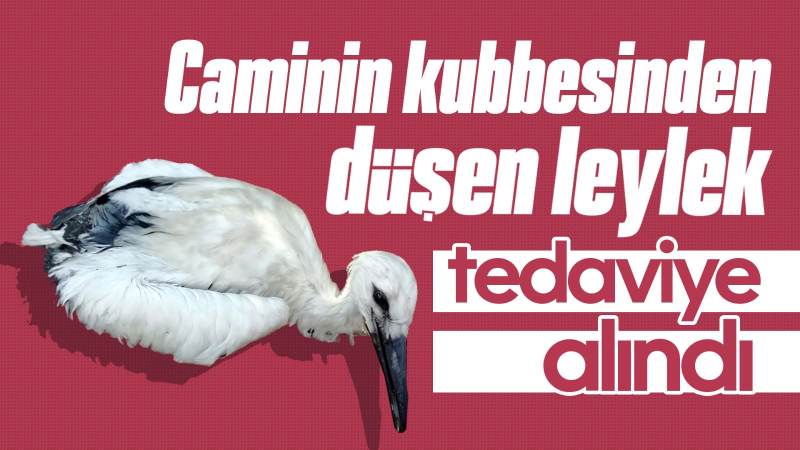 Caminin kubbesinden düşen leylek tedaviye alındı