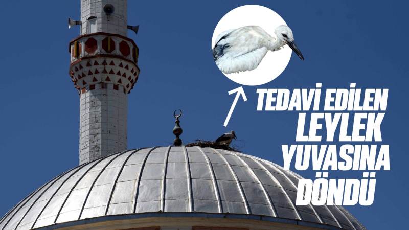 Tedavi edilen leylek yuvasına döndü