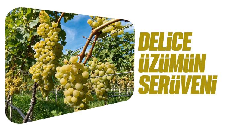 Delice üzümünün serüveni