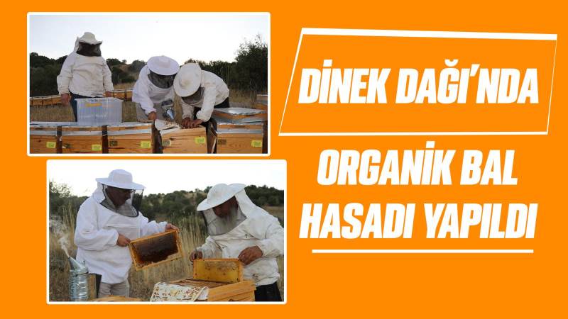 Dinek Dağı’nda organik bal hasadı yapıldı 