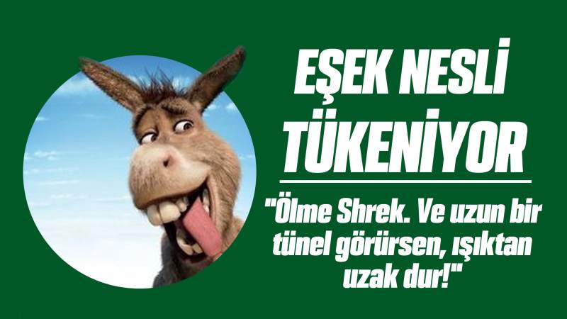 Eşek nesli tükeniyor