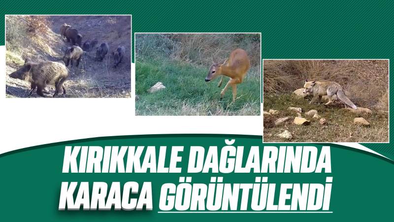  Bozkırda yaban hayat fotokapanla görüntülendi 