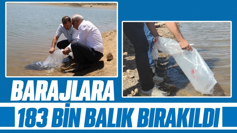 Barajlara 183 bin balık bırakıldı 