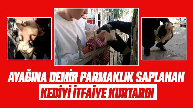 Ayağına demir parmaklık saplanan kediyi itfaiye kurtardı