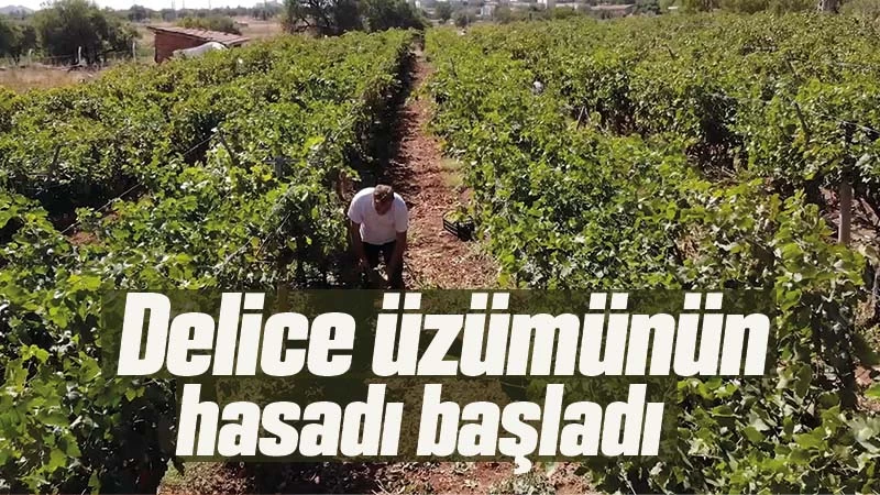 Delice beyazı üzümün hasadı başladı