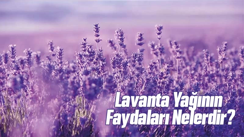 Lavanta Yağının Faydaları Nelerdir? Ne İşe Yarar?