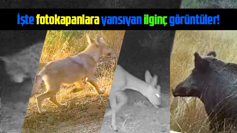 Kırıkkale’deki yaban hayatını merak mı ediyorsunuz? İşte fotokapanlara yansıyan görüntüler!