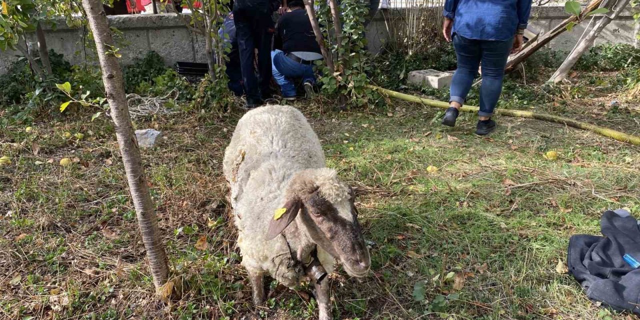 İtfaiyeden kuyudan koyun kurtarma operasyonu