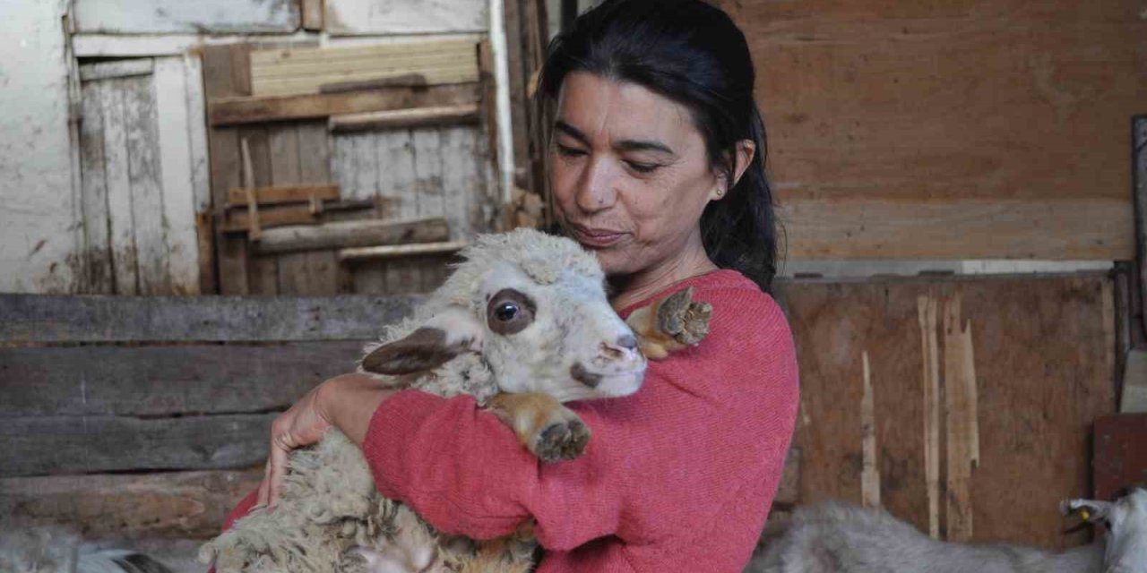 Anne şefkatiyle 60 adet hayvanla kendi başına ilgileniyor