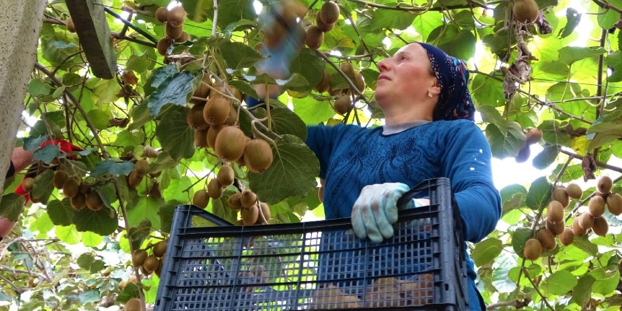 Tarlasına eken zengin oldu!