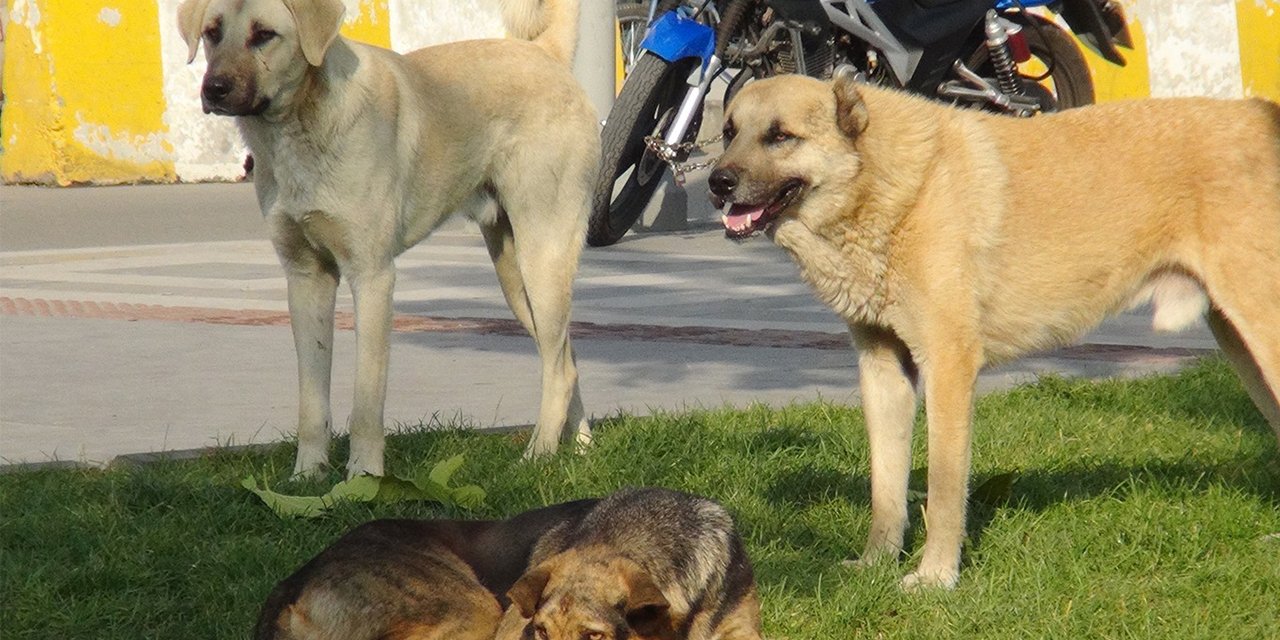 Başıboş köpekler çocuğa korku dolu anlar yaşattı!