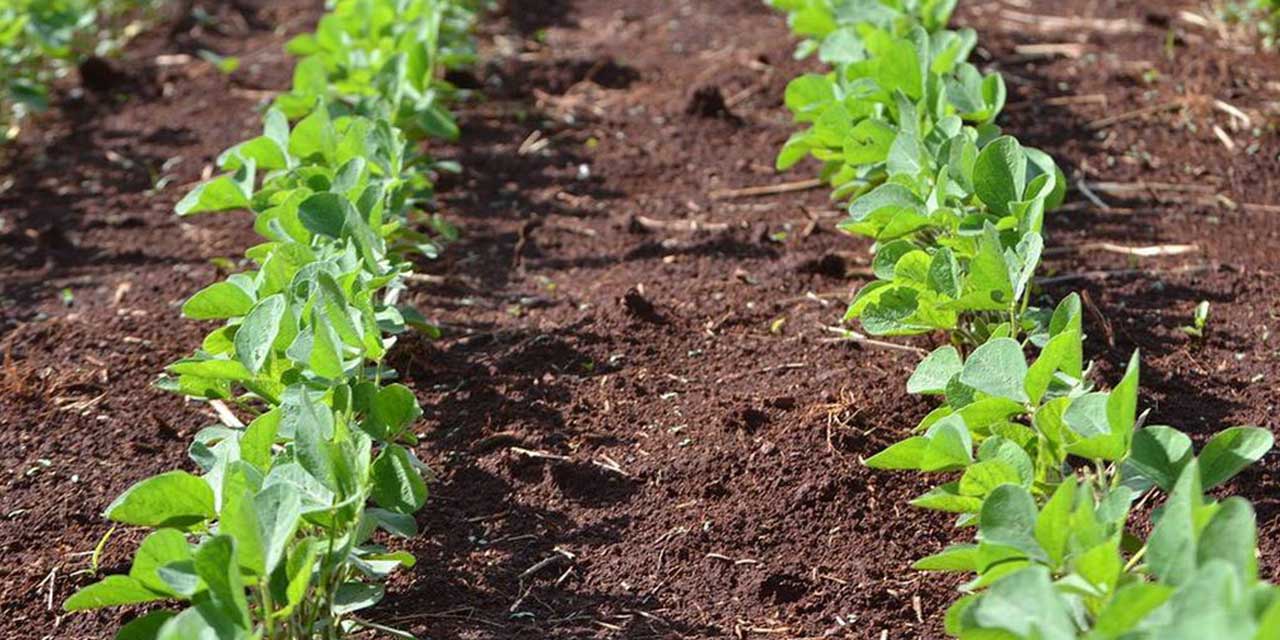 Soya fasulyesi için başvurular başladı