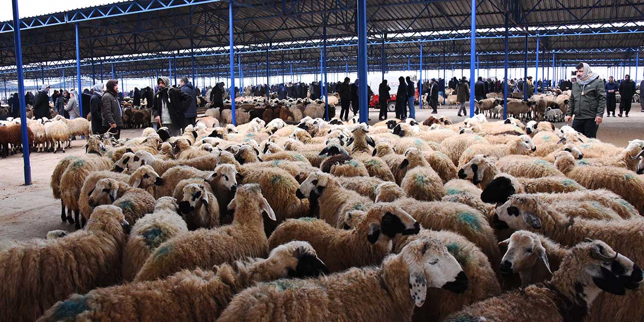 Vatandaş küçükbaş kurbanı tercih ediyor