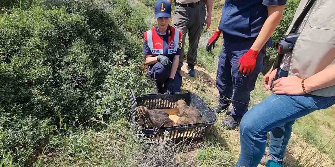 Kırıkkale’de yavru kurtlar koruma altına alındı