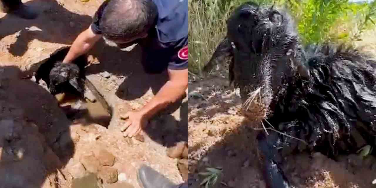 Kanalizasyon borusundan oğlak çıktı